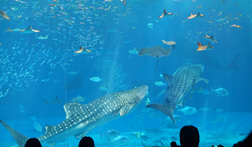 Okinawa Churaumi Aquarium 美ら海水族館
