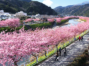 Kawazu-zakura Cherry Blossom 河津桜